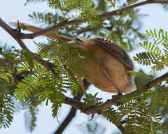 Prinia flavicans