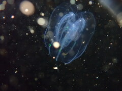 Bolinopsis microptera