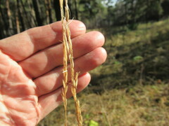 Achnatherum sibiricum