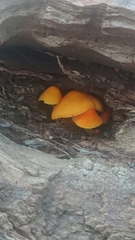 Pluteus aurantiorugosus