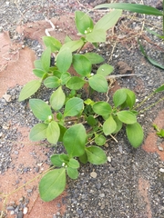 Richardia brasiliensis