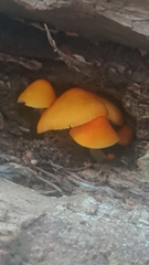 Pluteus aurantiorugosus
