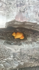 Pluteus aurantiorugosus