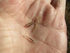 Achnatherum sibiricum