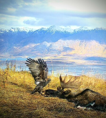 Golden Eagle photographed in Alaska