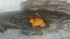 Pluteus aurantiorugosus