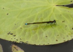 Austrocnemis splendida