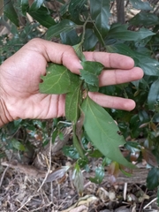 Cryptocarya triplinervis pubens