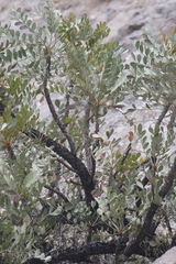 Pseudosmodingium virletii