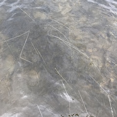 Eriocaulon aquaticum