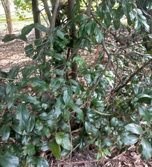 Cryptocarya triplinervis pubens