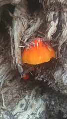 Pluteus aurantiorugosus