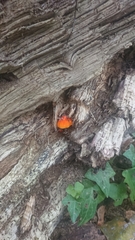 Pluteus aurantiorugosus