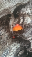 Pluteus aurantiorugosus