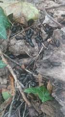 Capreolus capreolus
