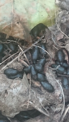 Capreolus capreolus