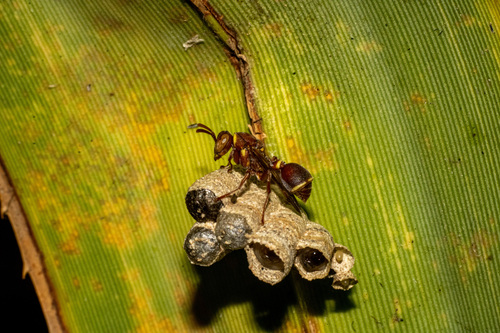 Ropalidia galimatia