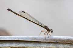 Platycnemididae