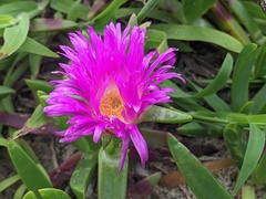 Carpobrotus glaucescens