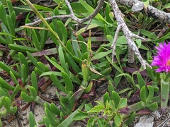 Carpobrotus glaucescens