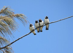 Artamus leucorynchus