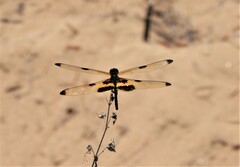 Rhyothemis phyllis