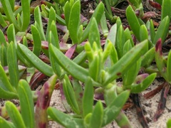 Carpobrotus glaucescens