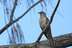 Cacomantis variolosus