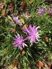 Colchicum autumnale
