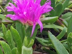 Carpobrotus glaucescens