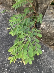 Phyllantheae