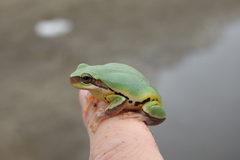 Hyla chinensis