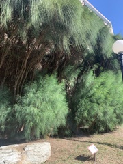 Casuarinaceae