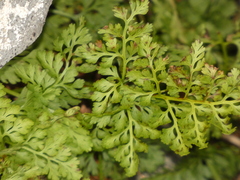 Cryptogramma crispa