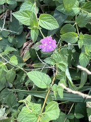 Lantana camara