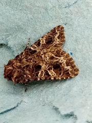 Hadena bicruris