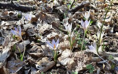 Crocus reticulatus