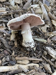 Agaricus californicus