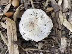 Agaricus californicus