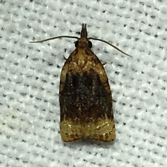 Platynota flavedana