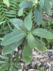Strobilanthes formosana