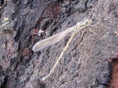 Austrolestes colensonis