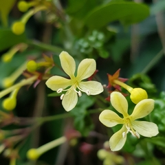 Clerodendrum disparifolium