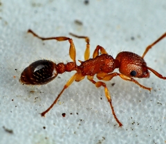 Tetramorium bicarinatum