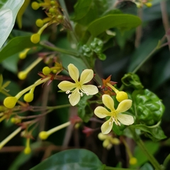 Clerodendrum disparifolium