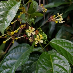 Clerodendrum disparifolium