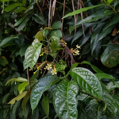 Clerodendrum disparifolium