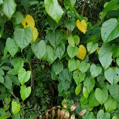 Tinospora macrocarpa