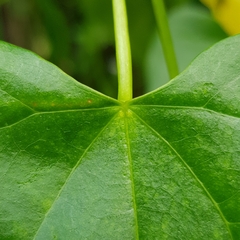 Tinospora macrocarpa