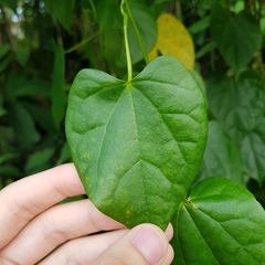 Tinospora macrocarpa